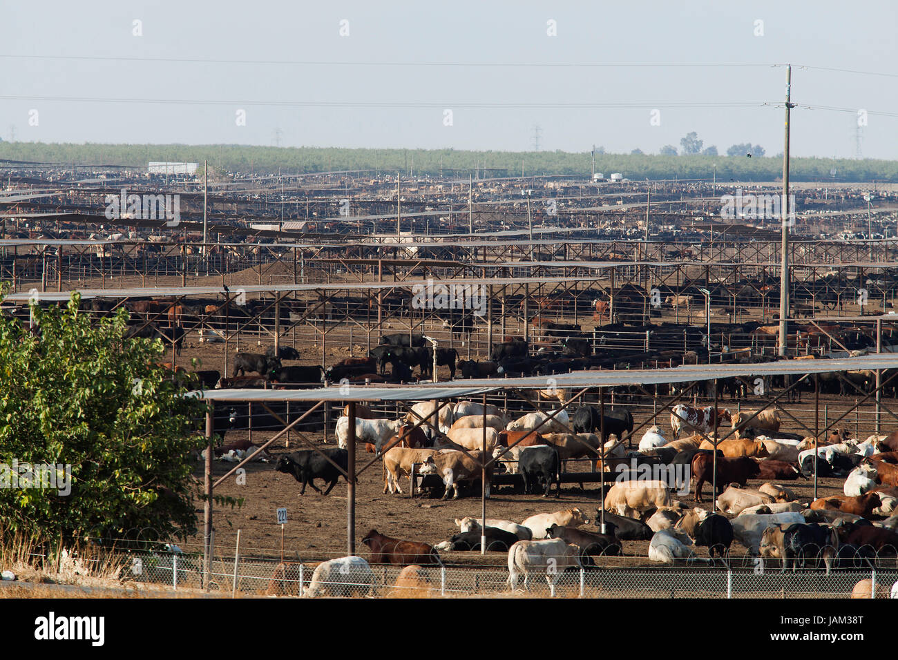 Groß angelegte Rinderfarm - Kalifornien USA Stockfoto