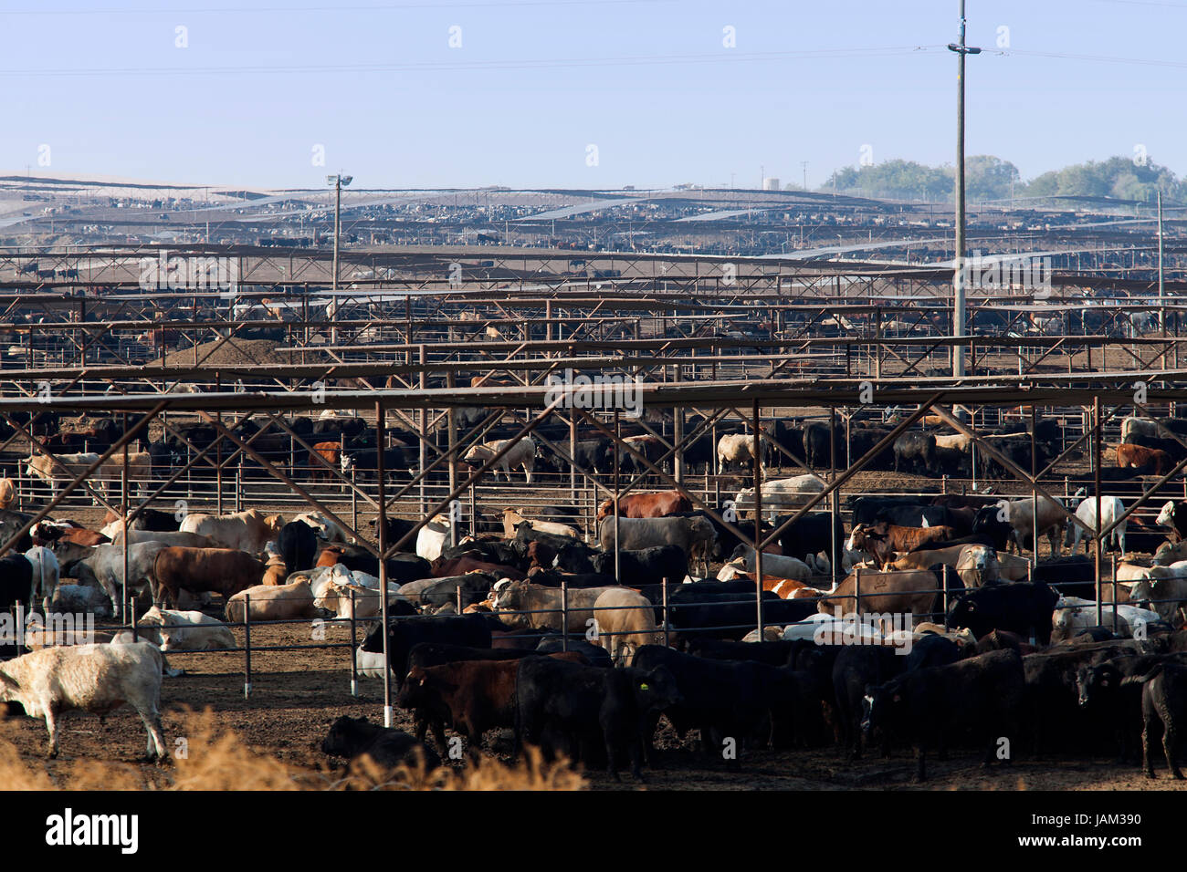 Groß angelegte Rinderfarm - Kalifornien USA Stockfoto