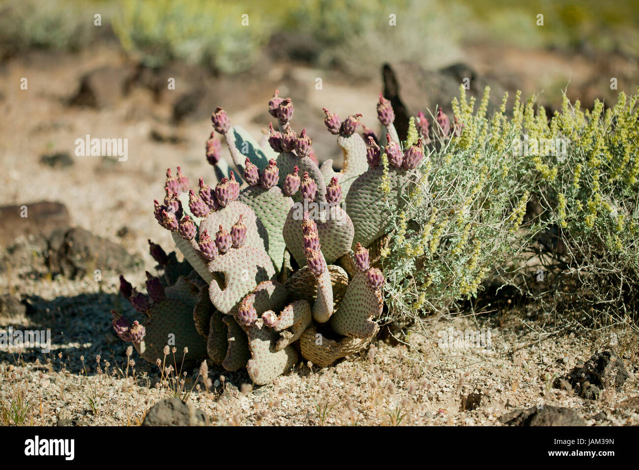 Beavertail Kaktus Früchte aka Kaktusfeigen (Optuntia) - Kalifornien Stockfoto