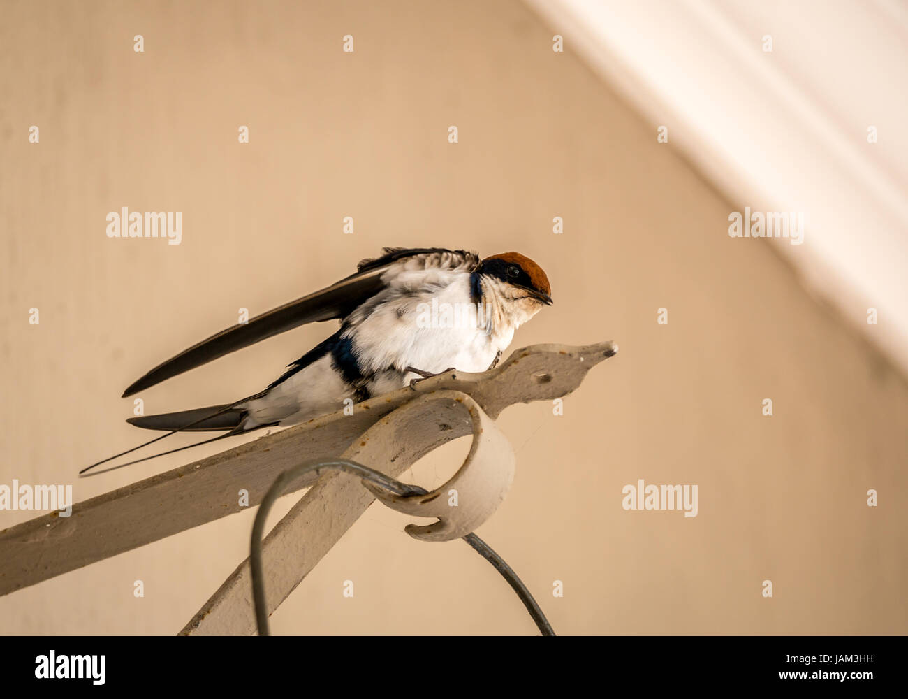 Südafrikanische Schwalbe, Petrochelidon spilodera, Federn putzen, Kirkman's Camp, Greater Kruger National Park, Südafrika Stockfoto