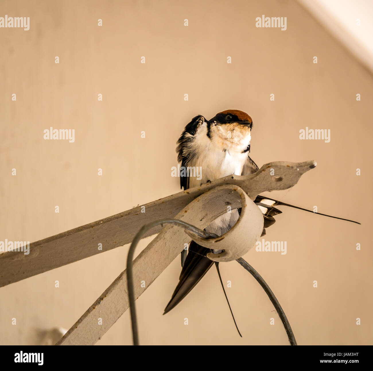 Südafrikanische Schwalbe, Petrochelidon spilodera, Federn putzen, Kirkman's Camp, Greater Kruger National Park, Südafrika Stockfoto