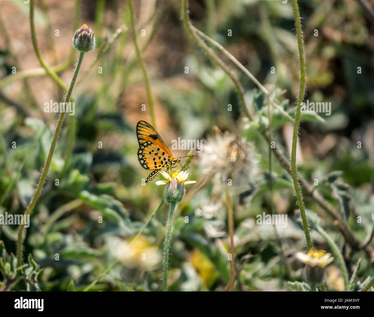 Farbenfroher afrikanischer Monarch, schlichter Tiger-Schmetterling, Danaus chrysippus, Greater Kruger National Park, Südafrika Stockfoto