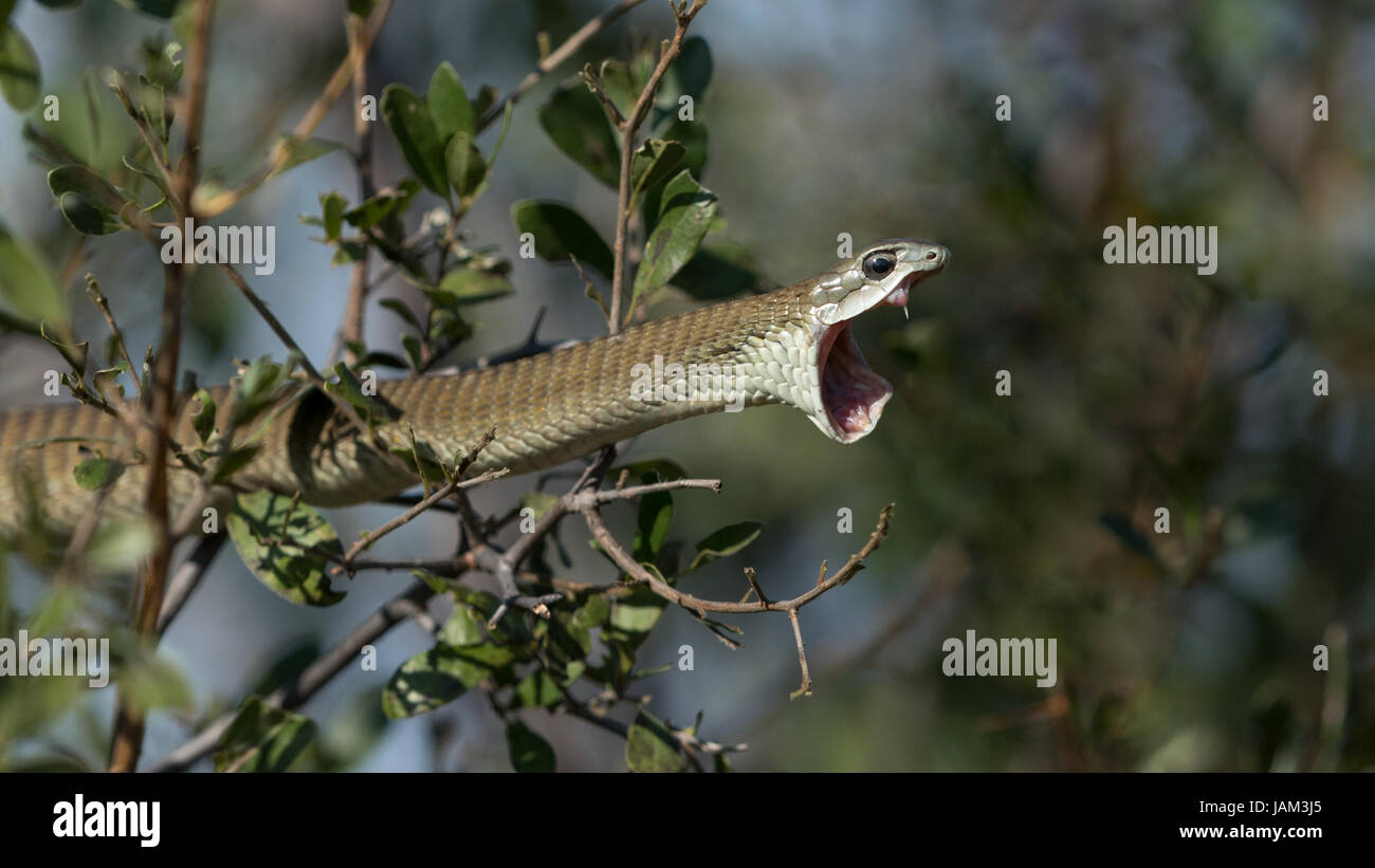 Weibliche Boomslang (Dispholidus Typus) mit Mund geöffnet und zeigt wieder Fang, Moremi Game Reserve, Botswana Stockfoto