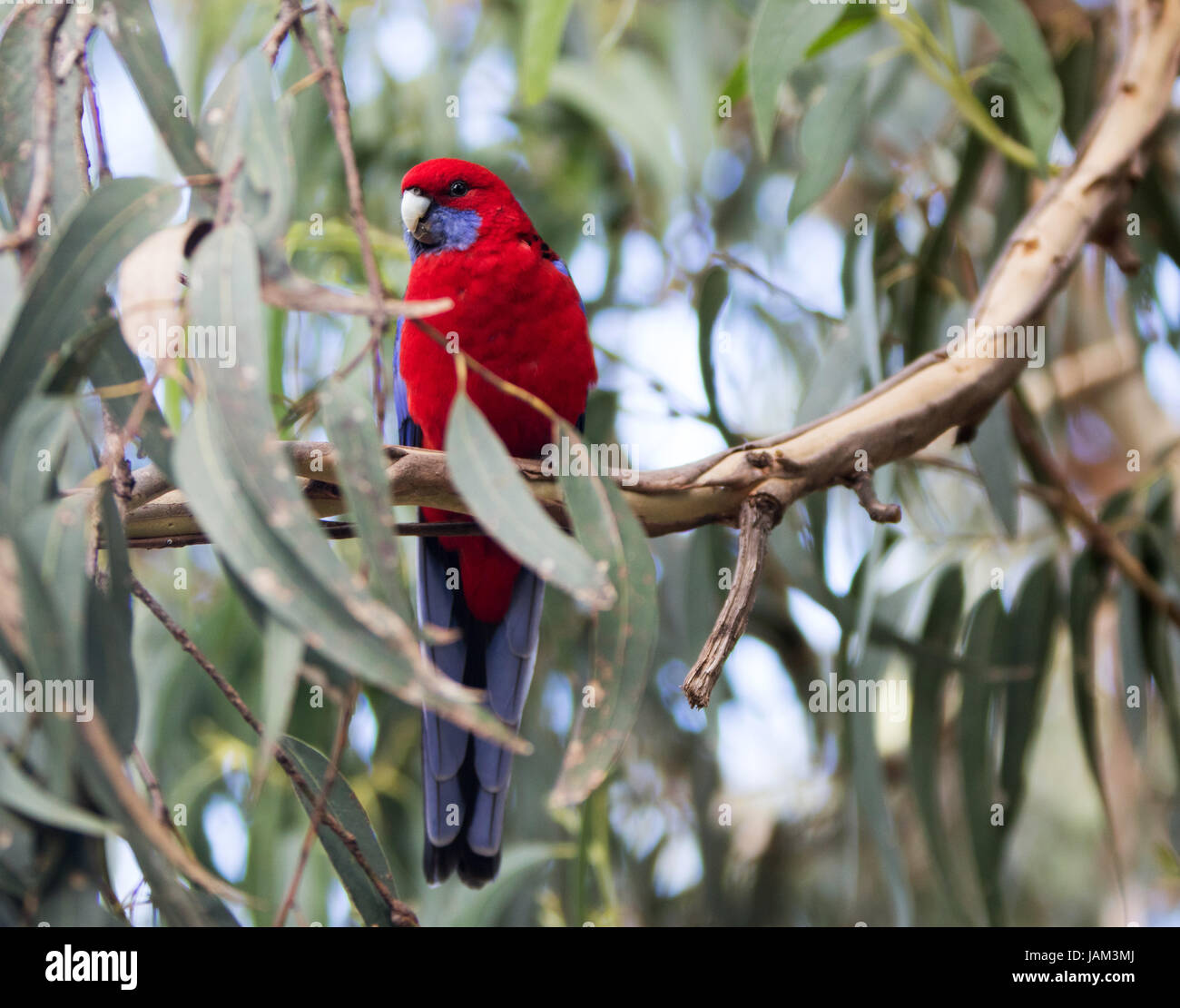 rote australian Papagei sitzt in einem Eukalyptusbaum Stockfoto