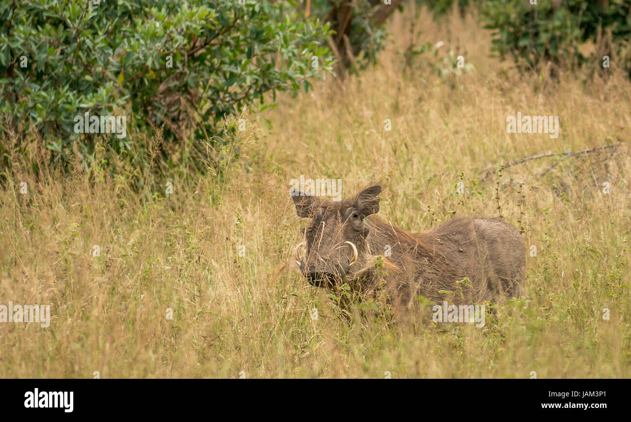 Nahaufnahme von männlichem Warzenschwein, Phacochoerus africanus, im Gras, Greater Kruger National Park, Südafrika Stockfoto