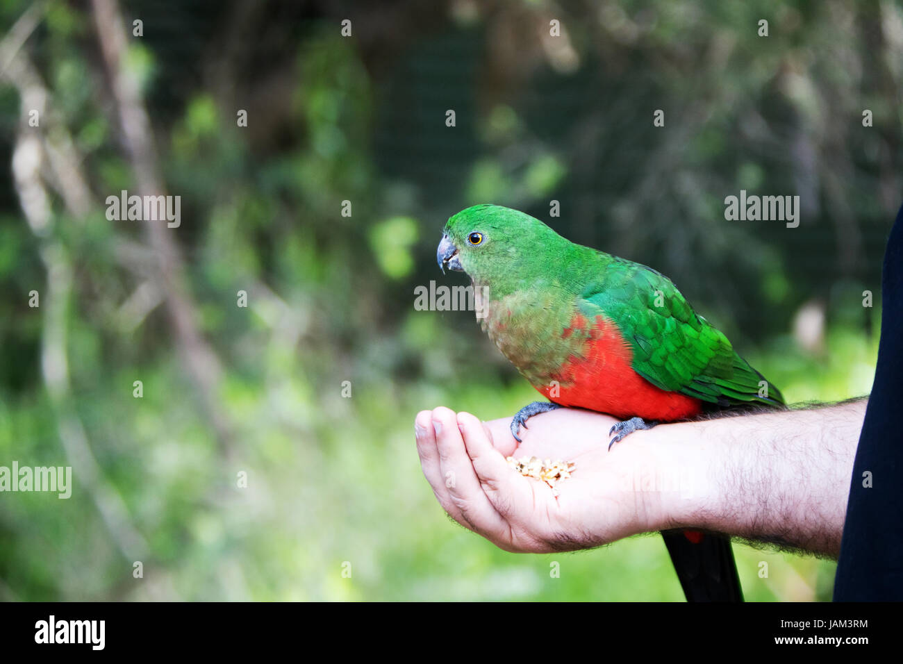 Die grüne und orangefarbene australischen Papageien im Freien essen aus der Hand eines Mannes. Stockfoto