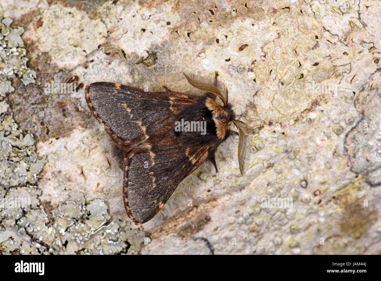 Dezember Moth (Poecilocampa Populi) Männchen ruht auf Baumstamm, Gwent, Wales, Februar Stockfoto