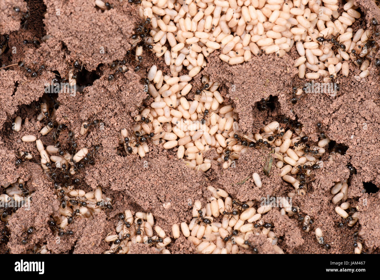 Schwarzer Garten Ameisen (Lasius Niger) ausgesetzt Nest zeigen Arbeiter und Kokons, Monmouth, Wales, September Stockfoto