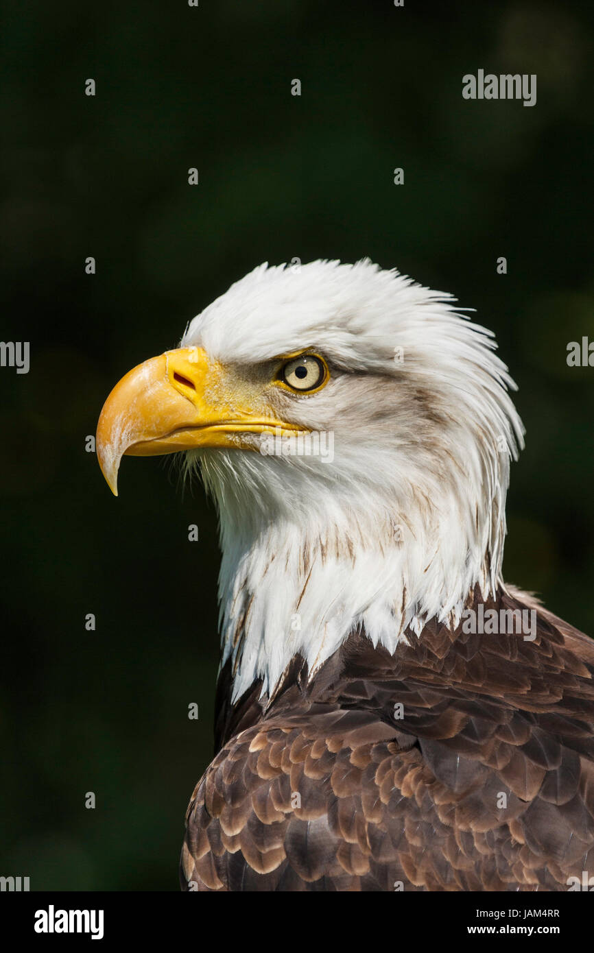 American Eagle-Porträt Stockfoto