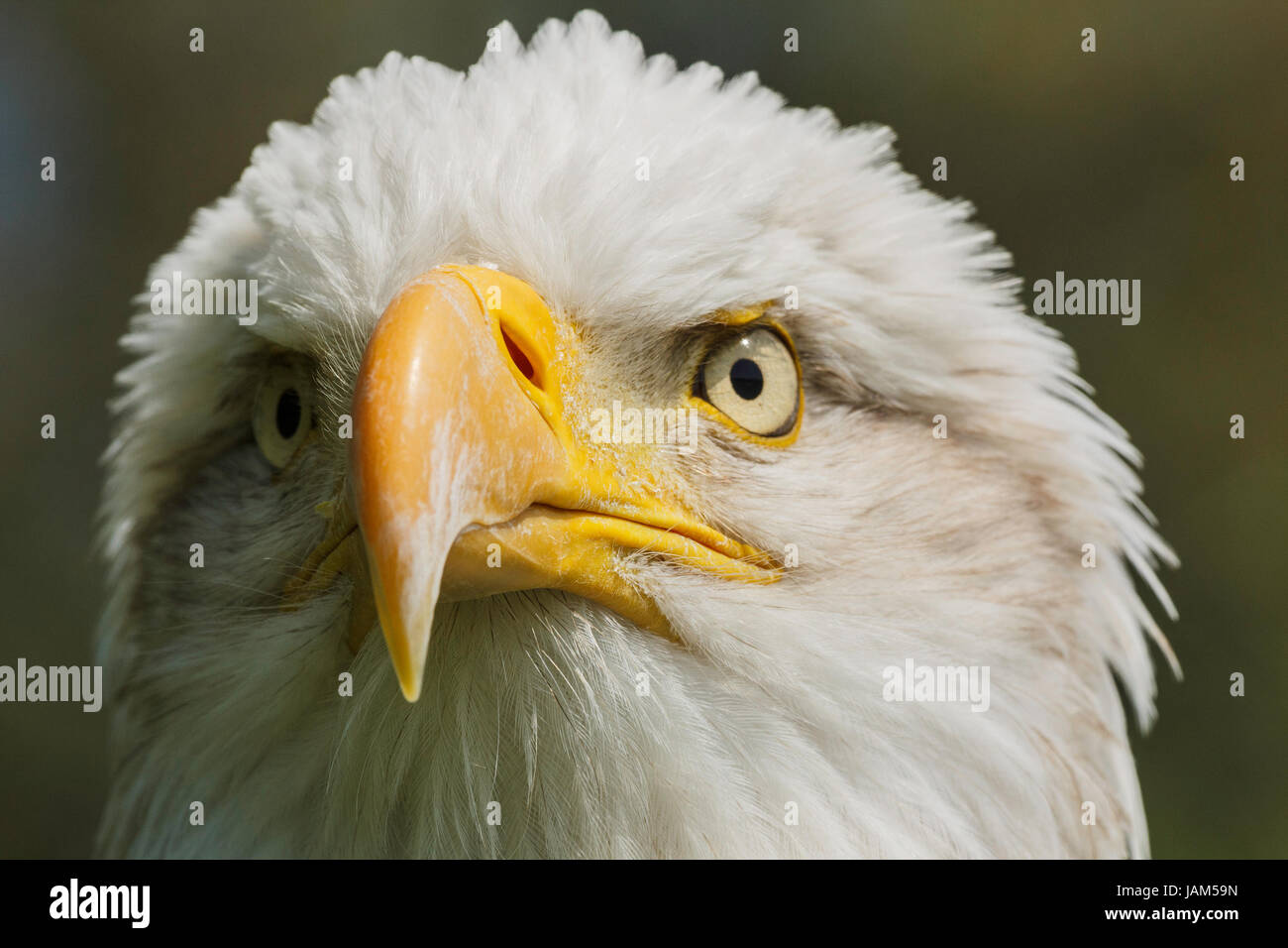 American Eagle-Porträt Stockfoto