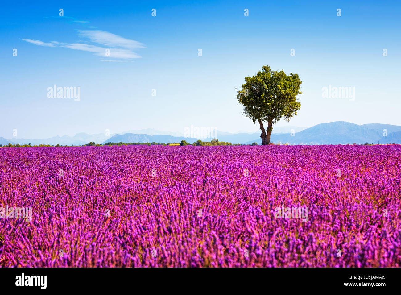 Lavendel Blumen blühen Feld und einem einsamen Baum bergauf. Valensole, Provence, Frankreich, Europa. Stockfoto