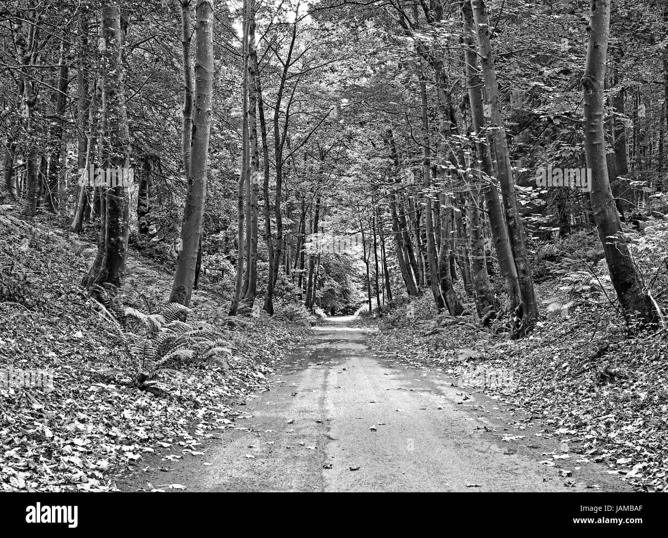 Stimmungsvolle Waldlandschaft im Frühherbst in einer ruhigen Gasse in der Nähe von Dunkeld, Perthshire, mit abgefallenen Blättern am Straßenrand. Schottischen Highlands, UK Stockfoto