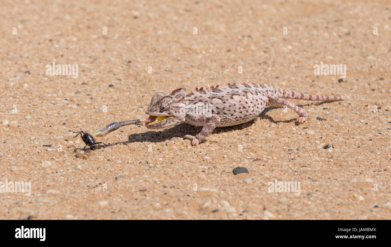 Wüste angepasst Namaqua Chamäleon (Chamaeleo Namaquensis) im Dorob National Park in der Nähe von Swakopmund, Namibia, fangen ein Tok Tokkie Käfer Stockfoto