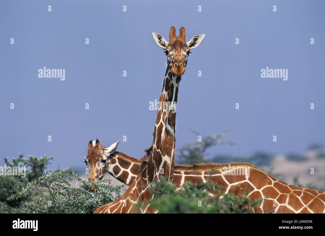 Netzwerk-Giraffe, Giraffe Giraffa Reticulata, erwachsenes Tier, Samburu Park, Kenia, Stockfoto
