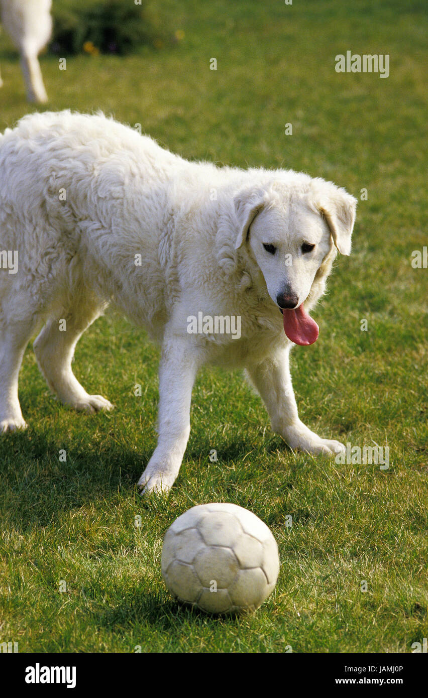 Kuvasz, ungarischer Schäferhund, spielen, Fußball, Stockfoto