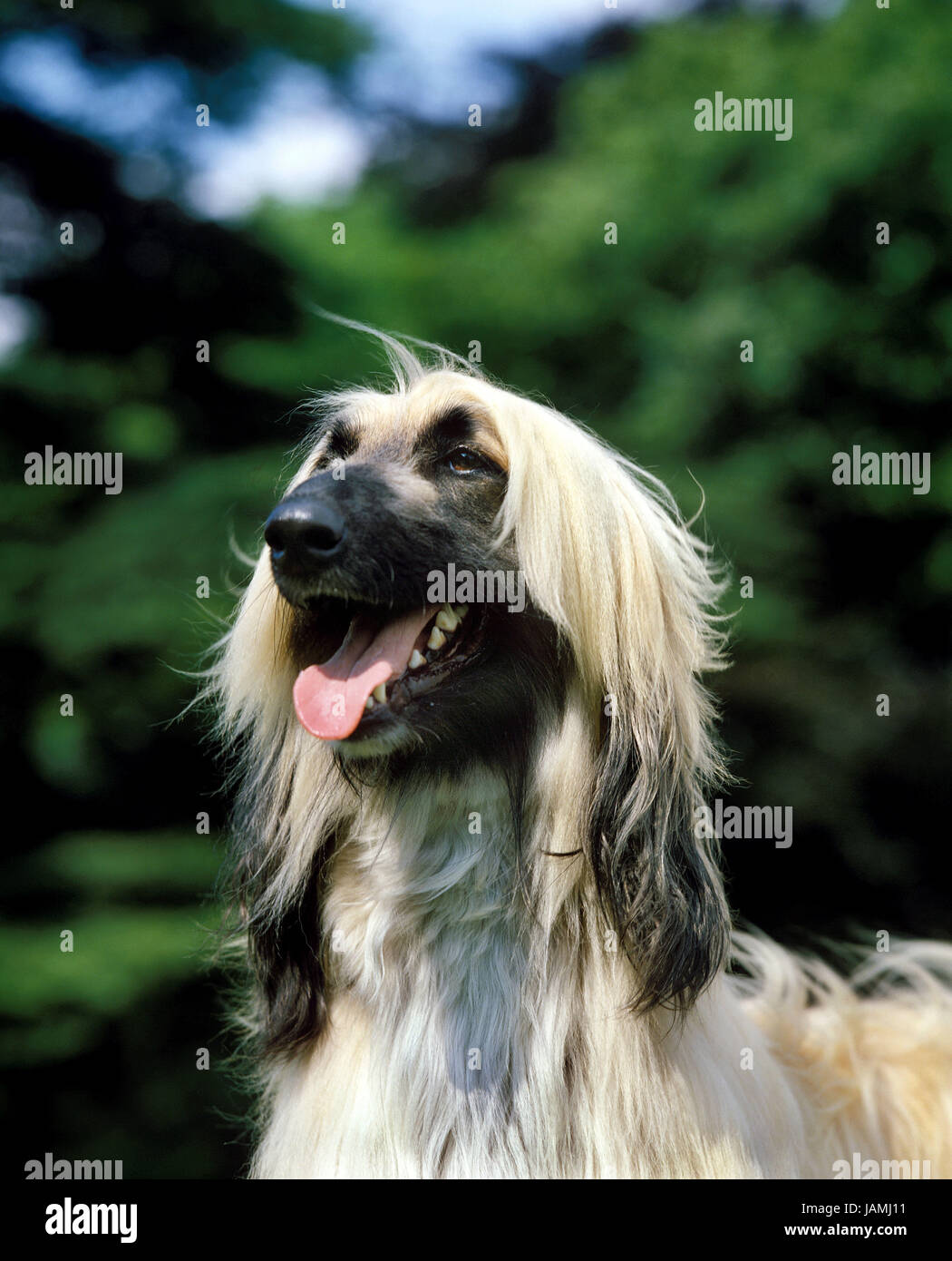 Hund, Afghanisch, Porträt, Stockfoto