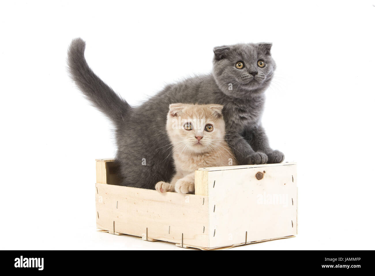 Cremefarbene und blauen Scotish Fold Katzen, 2 Monate altes Kätzchen, spielen, Box, Stockfoto