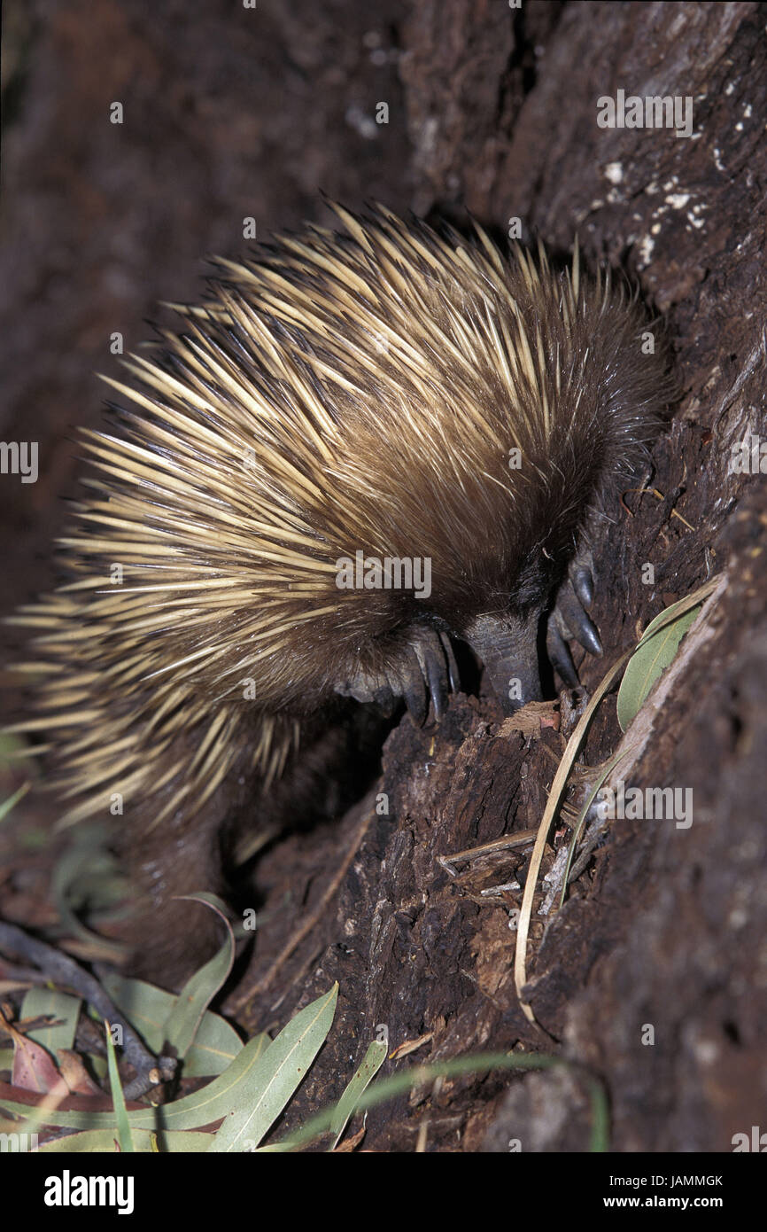 Kurzen Schnabel Igel oder kurzen Schnabel Ameise Igel, Tachyglossus Aculeatus, Futter suchen, Australien Stockfoto