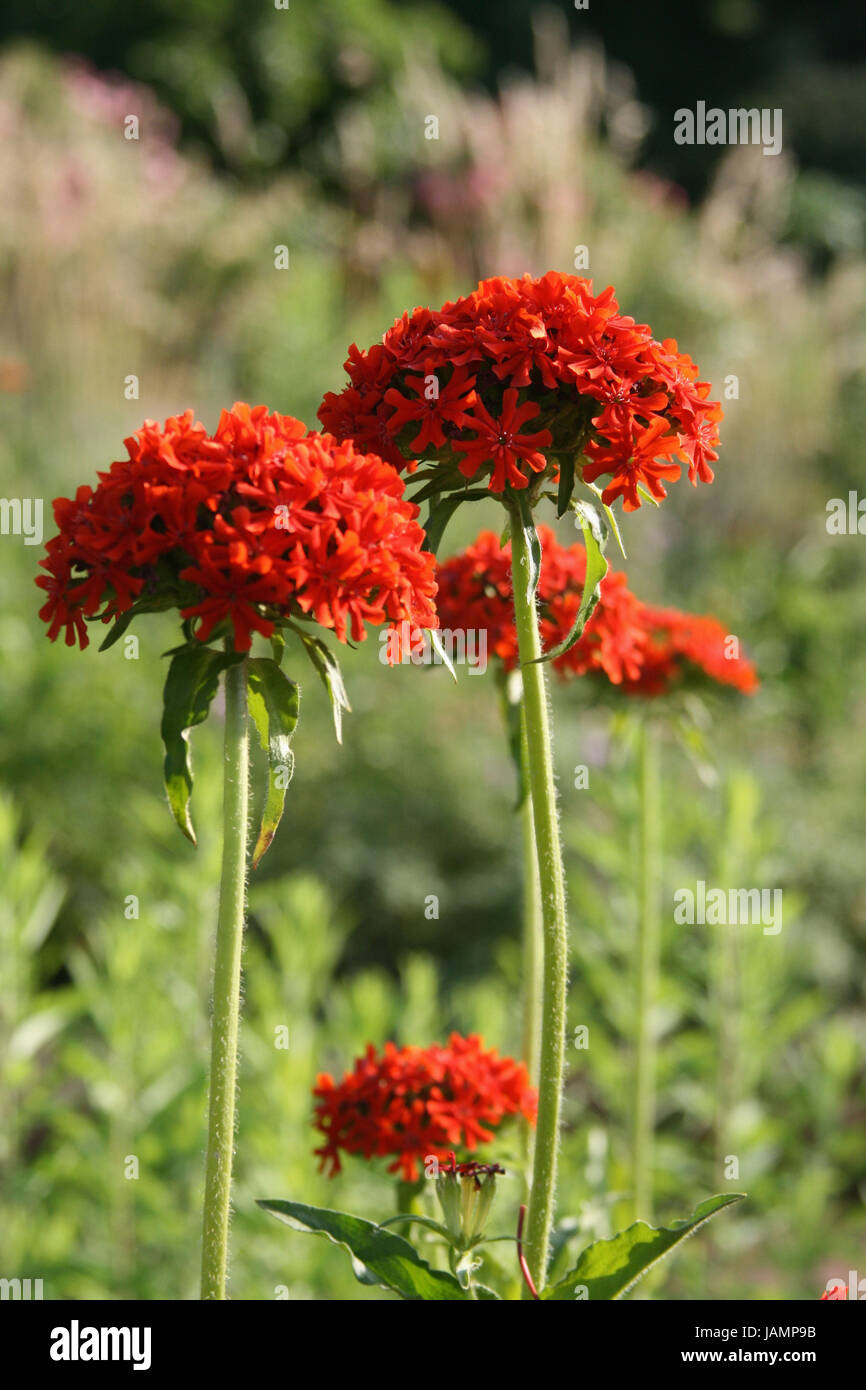 Red Cross Geneva Stockfotos und -bilder Kaufen - Seite 3 - Alamy