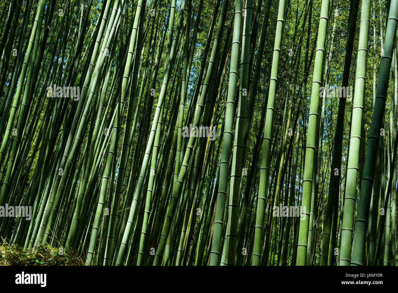 Beeindruckende Riesenbambus Stöcke im Arashiyama Hain. Stockfoto
