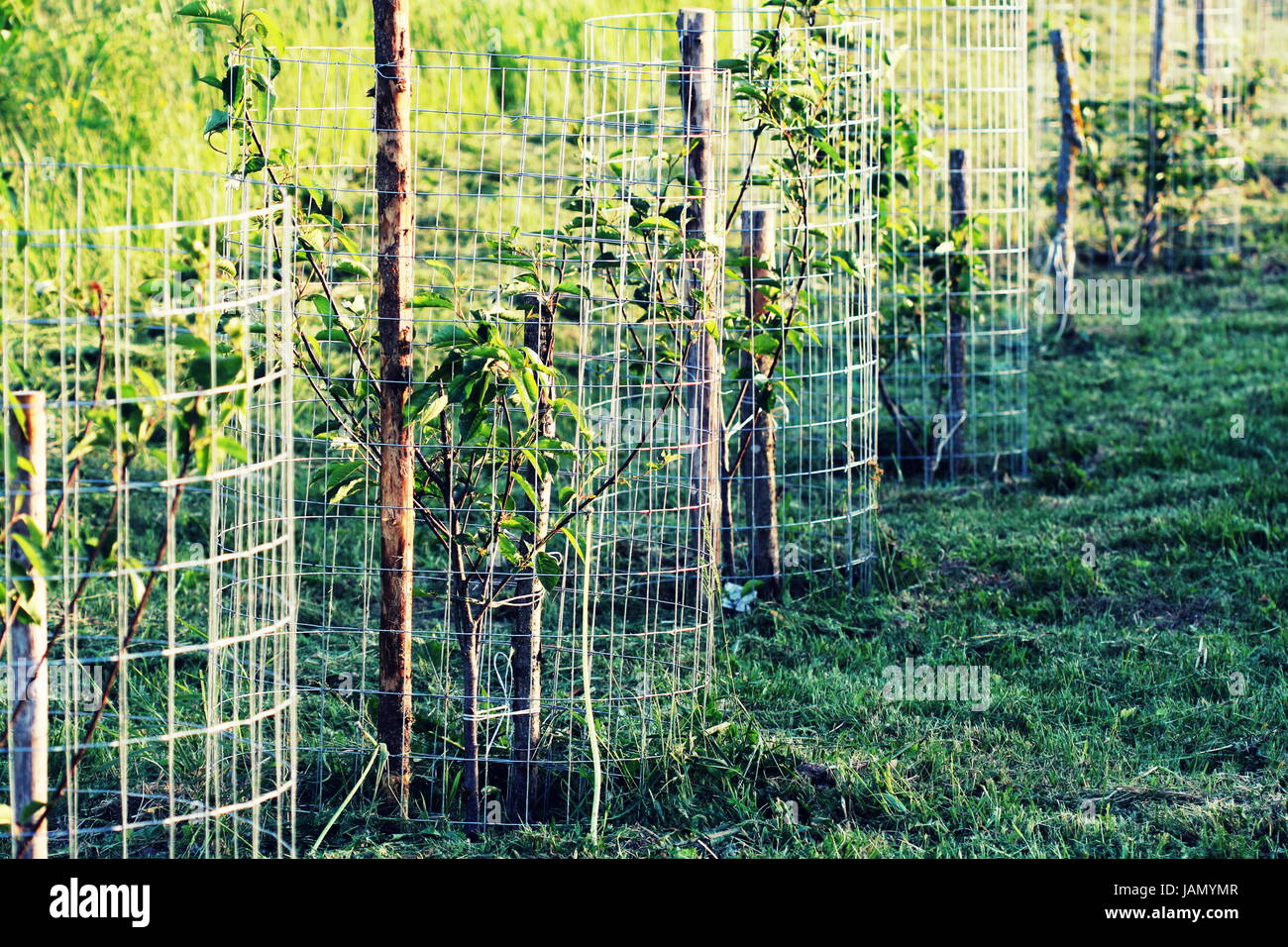 Kirschbaum netz -Fotos und -Bildmaterial in hoher Auflösung – Alamy