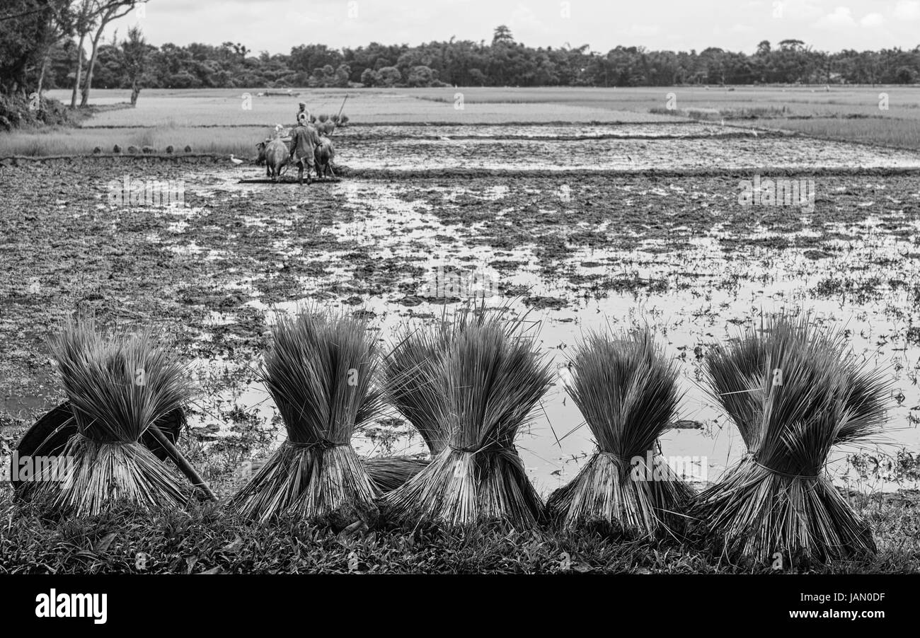 Bündel von grüner Reis Setzlinge in Vorbereitung für die Pflanzung in Reisfeldern von Landwirten in Assam, Indien gepflügt wird. Stockfoto
