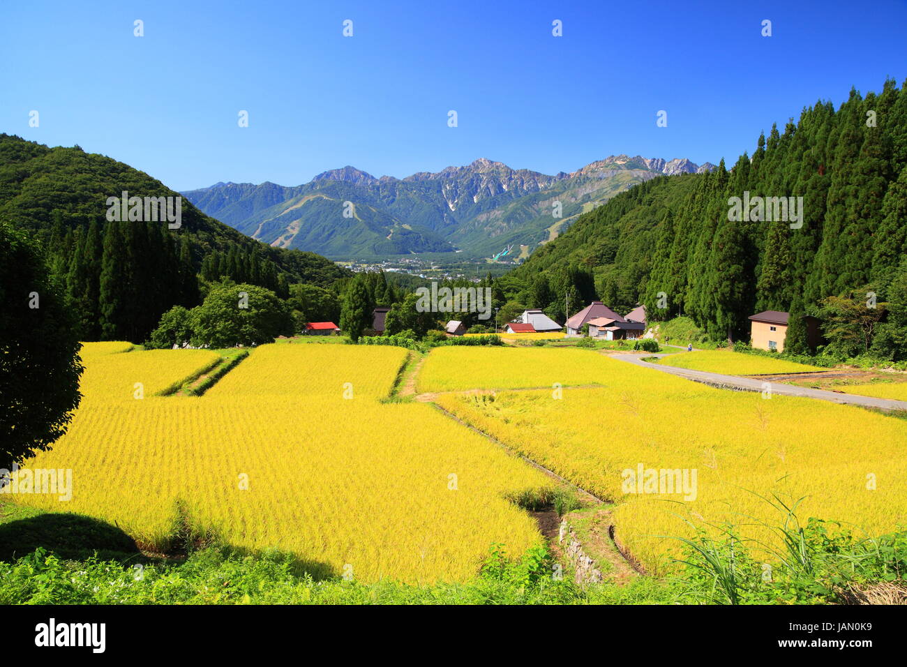 Japanischen Alpen und Reis Bereich Hakuba Dorf, Nagano, Japan Stockfoto