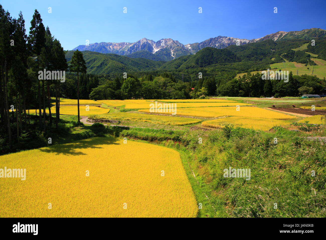 Japanischen Alpen und Reis Bereich Hakuba Dorf, Nagano, Japan Stockfoto