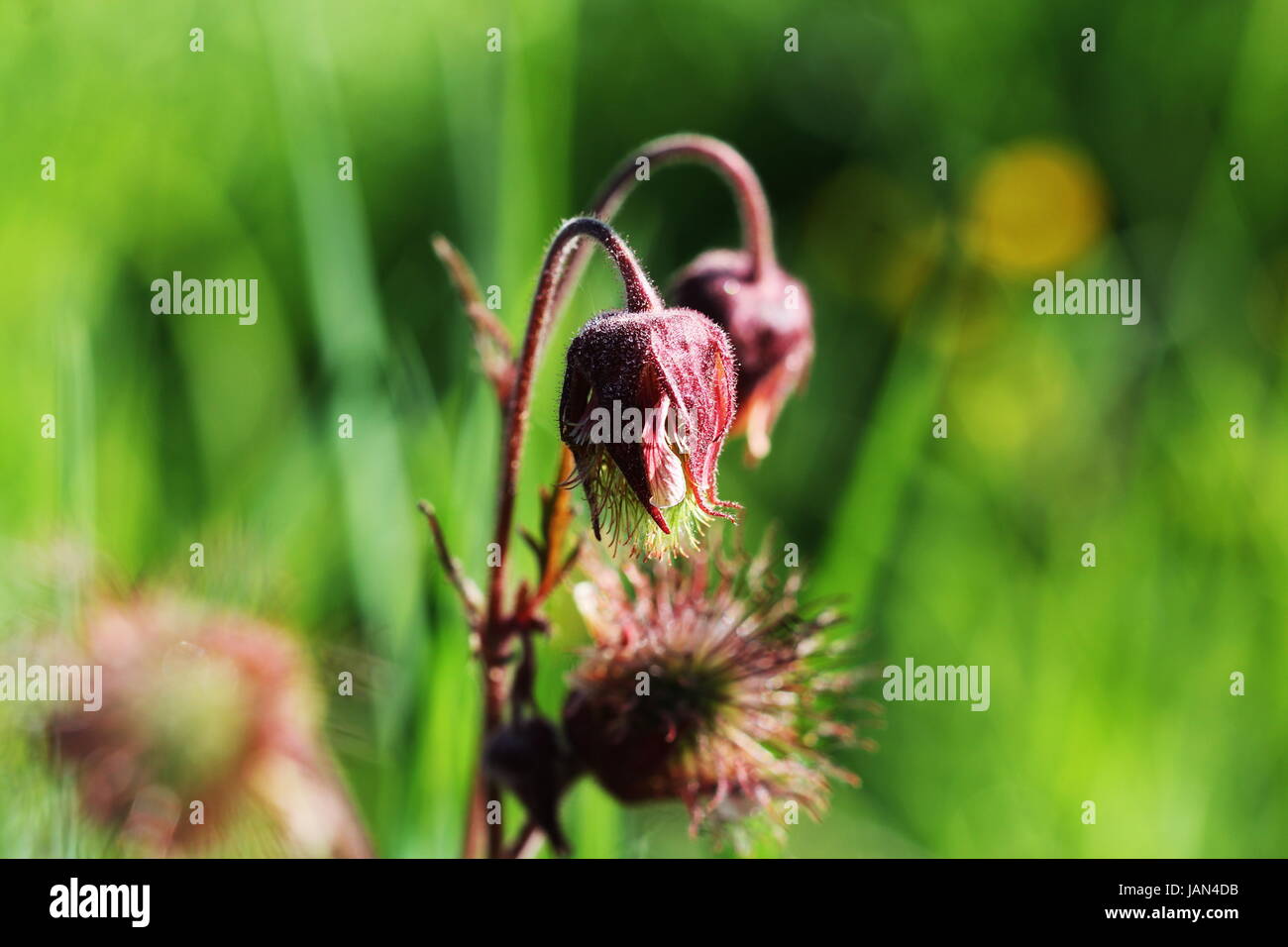 Geum Rivale, Wasser Avens, Blume, lila avens Stockfoto