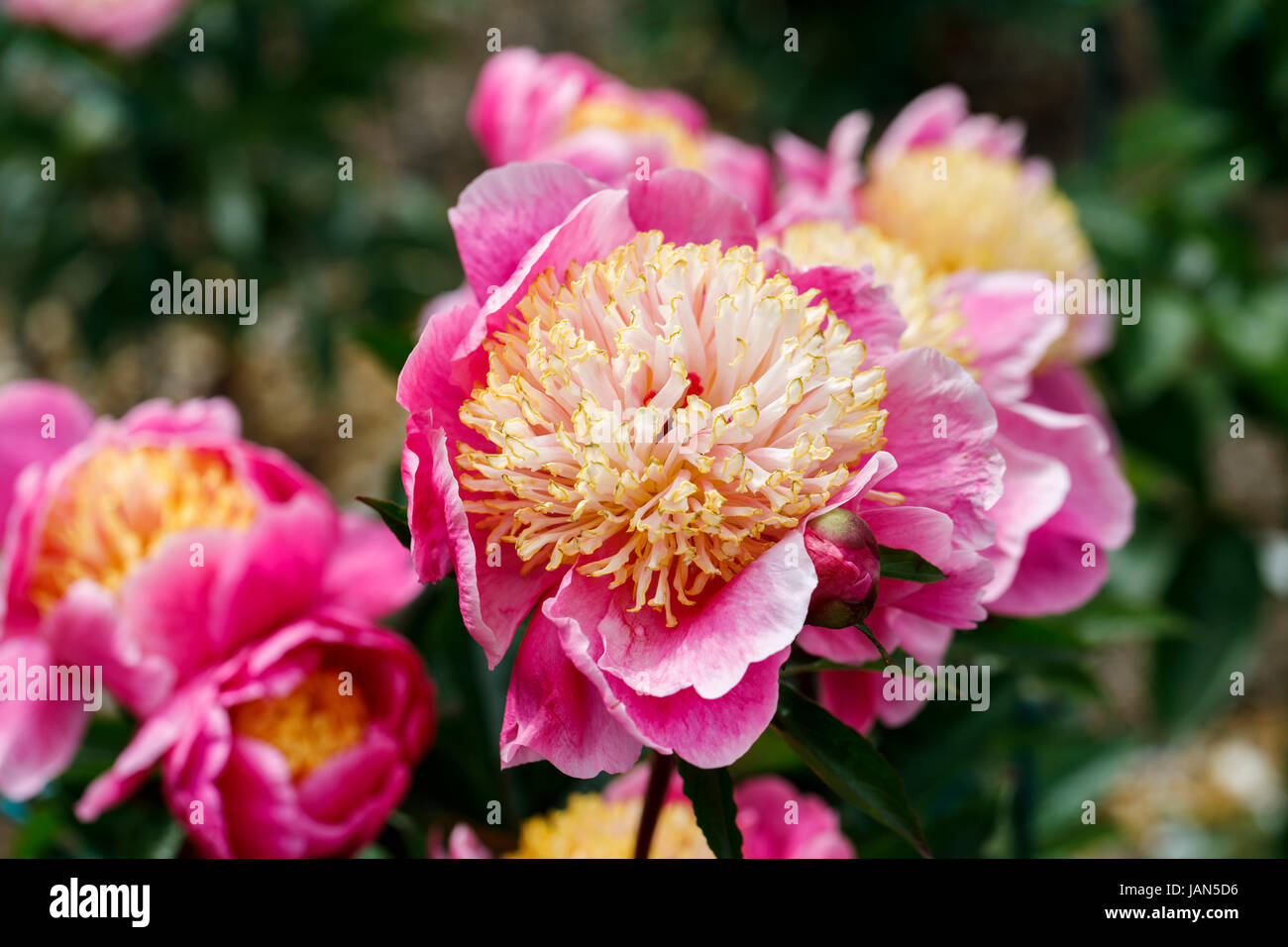 Paeonia Lactiflora "Doreen", rosa und Weiße Pfingstrose mit gelben Petaloids in Blüte späten Frühjahr Frühsommer, RHS Gärten Wisley, Surrey, England, UK Stockfoto