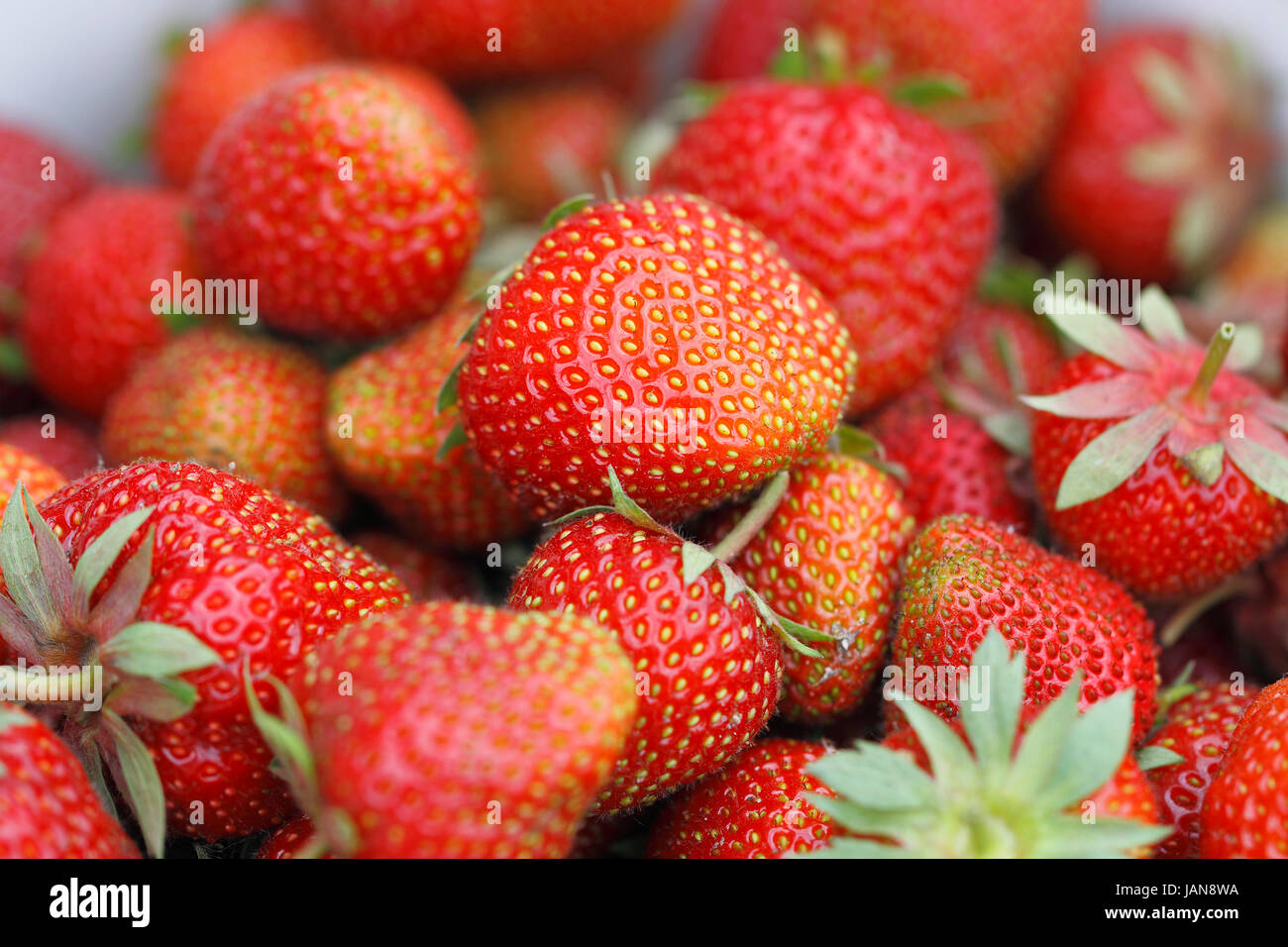 Frisch Geerntete Erdbeeren Stockfoto