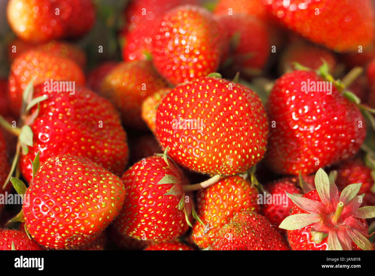 Frisch Geerntete Erdbeeren Stockfoto