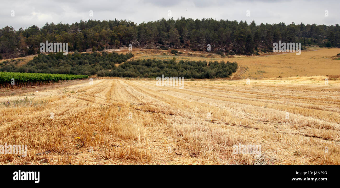Feld mit geernteten Weizen Stockfoto