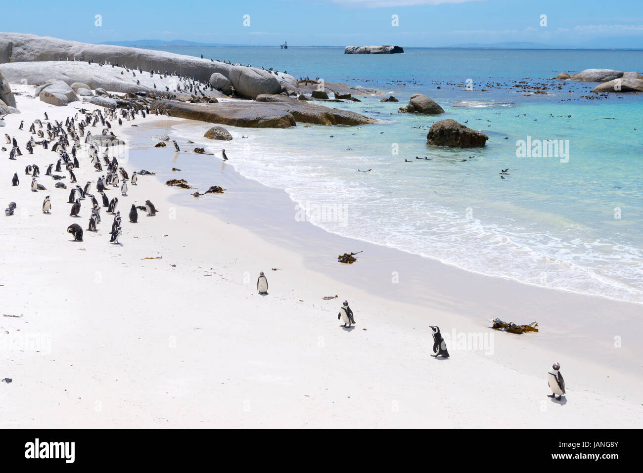 Boulders Beach Kolonie von afrikanischen Pinguine in der Nähe von Cape Town, Südafrika. Stockfoto