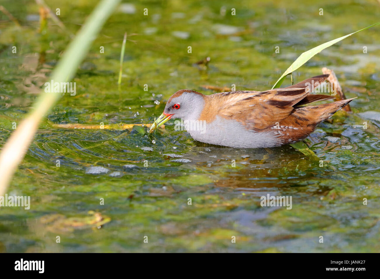 Männliche Little Crake (Porzana Parva) Jagd in einem Graben in der Nähe von Lake Kerkini, Nordgriechenland Stockfoto