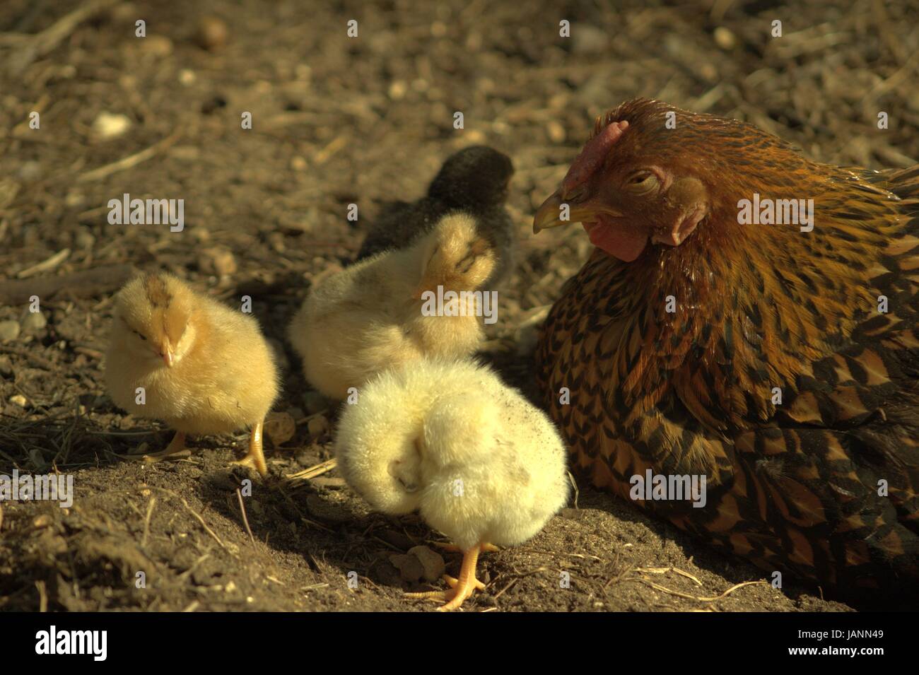 Eine Glucke und ihre Küken beim Einschlafen In der Sonne Stockfoto