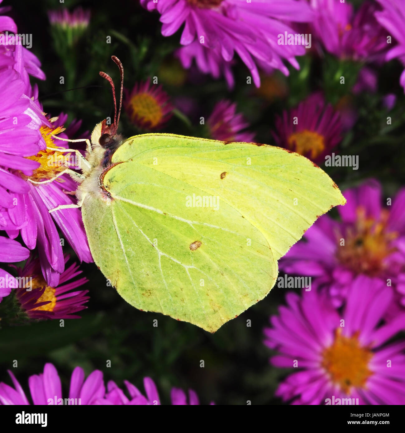 Zitronenfalter Auf Asternblüte Beim Nektartrunk Stockfoto