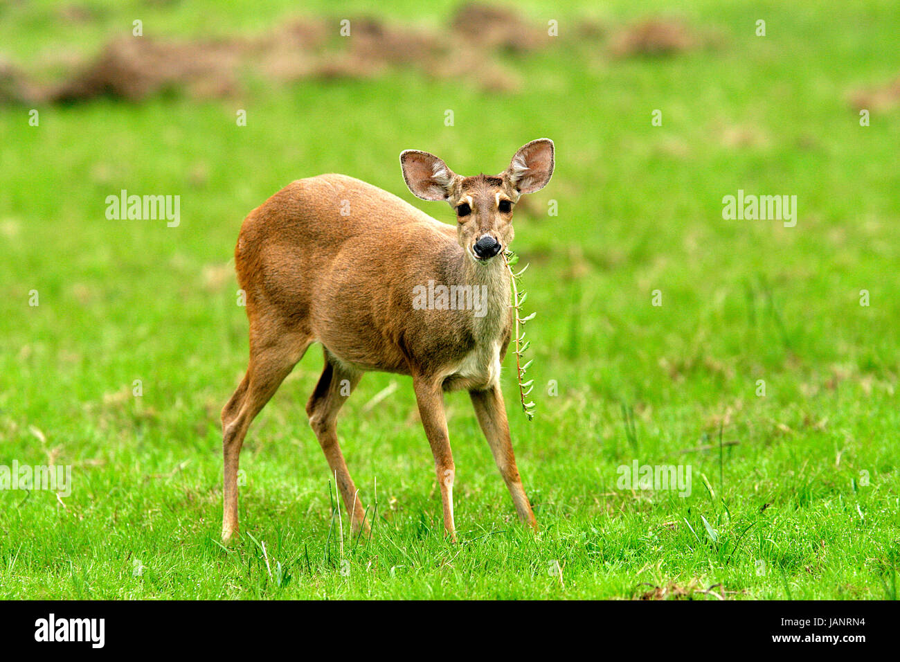 Graue Spiesser - Veado-Catingueiro (Mazama Gouazoubira) Weiden in einem Sumpfgebiet am Ende der Dürre. Pantanal - Mato Grosso do Sul - Brasilien Stockfoto