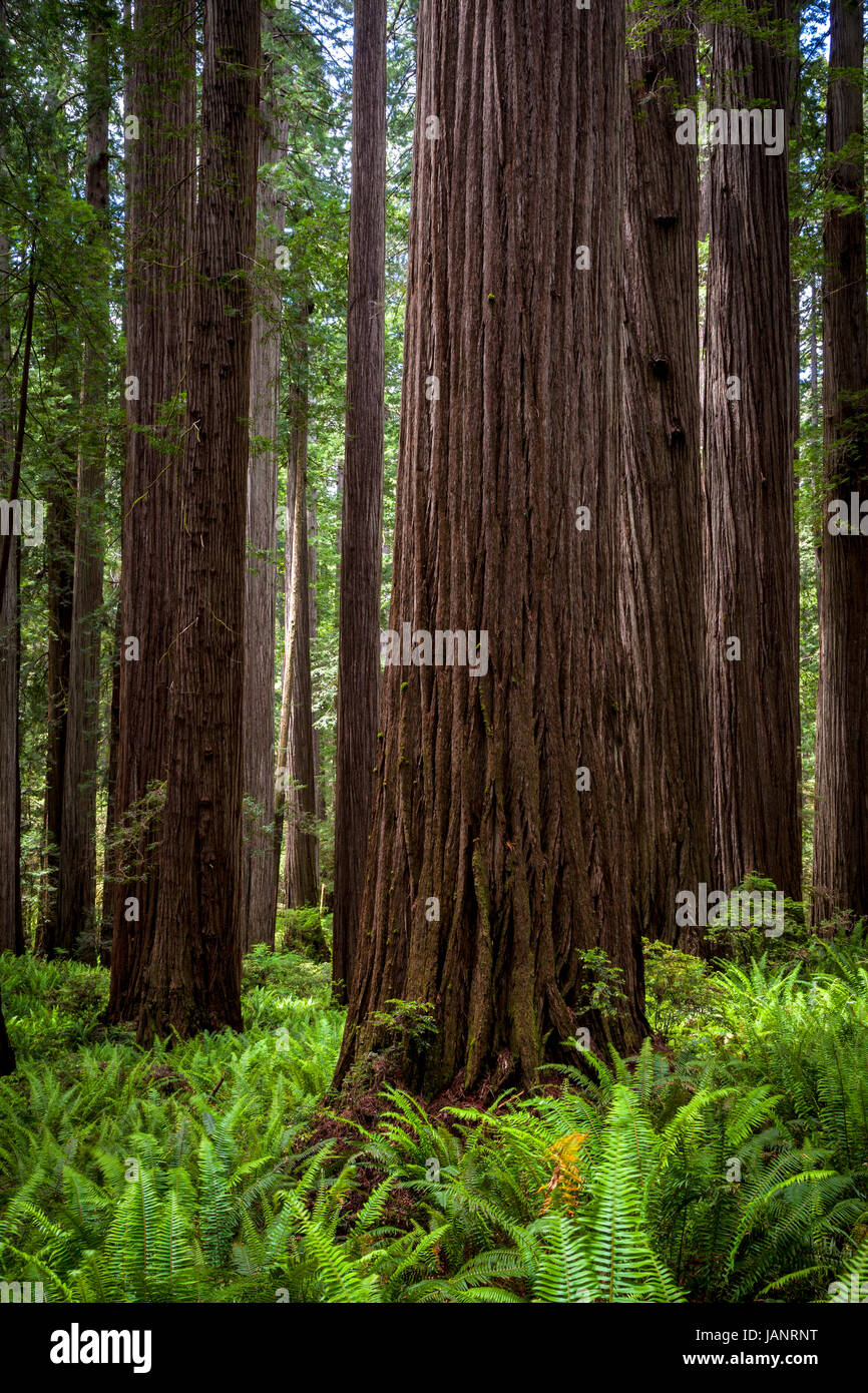 Farne und Redwoods entlang der Boy Scout Trail im Jedediah Smith State Park in Nordkalifornien. Stockfoto