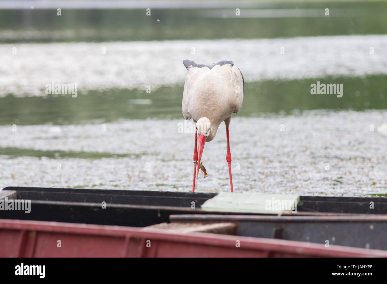 Jagd fischerei Fotos und Bildmaterial in hoher Auflösung Alamy