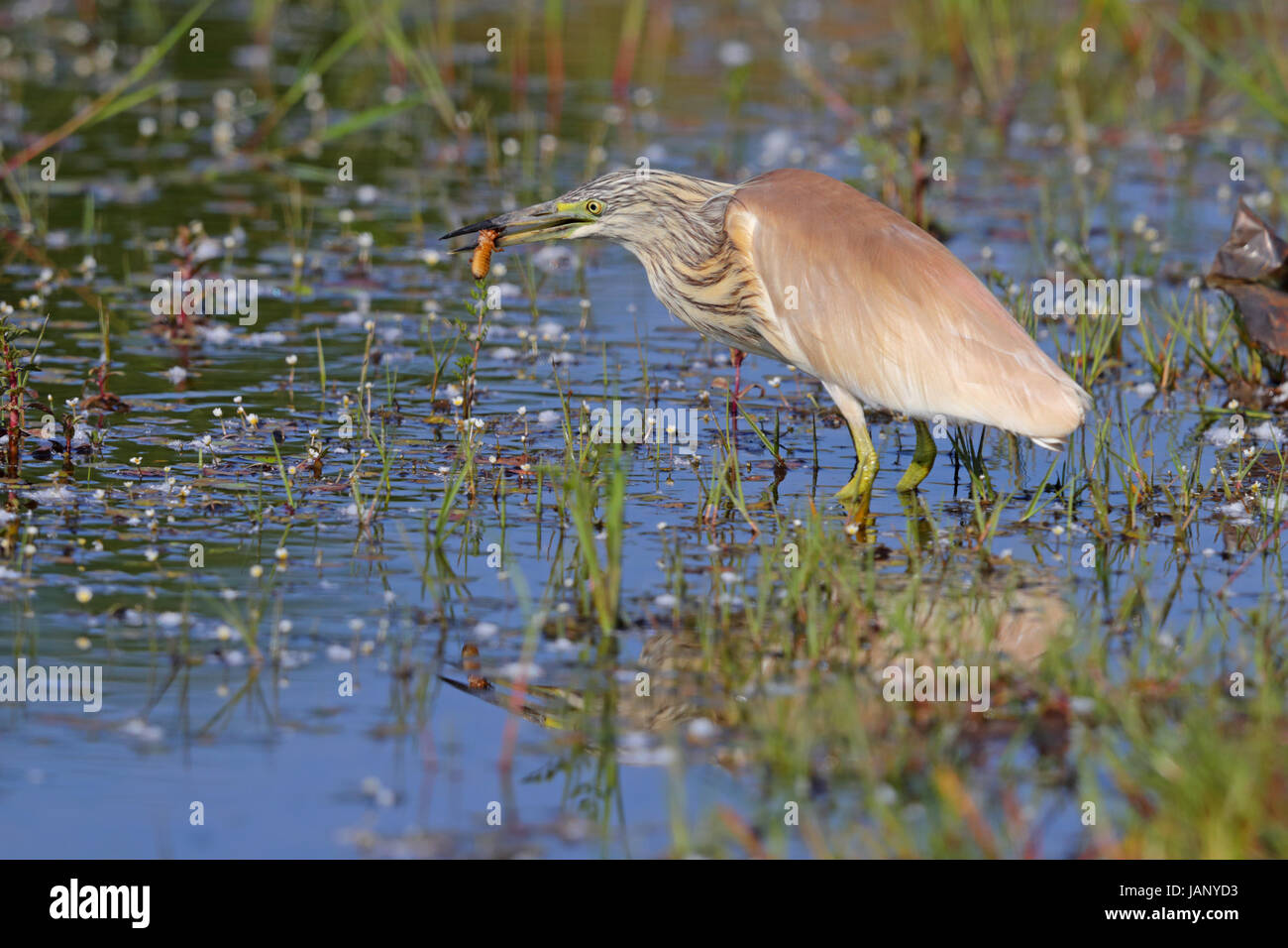 Adult Squacco Heron (Ardeola Ralloides) Jagd am Ufer eines Sees in Nordgriechenland Stockfoto