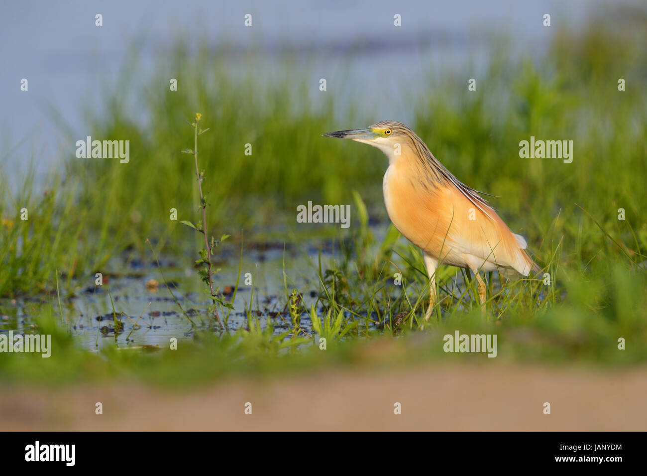 Adult Squacco Heron (Ardeola Ralloides) Jagd am Ufer eines Sees in Nordgriechenland Stockfoto