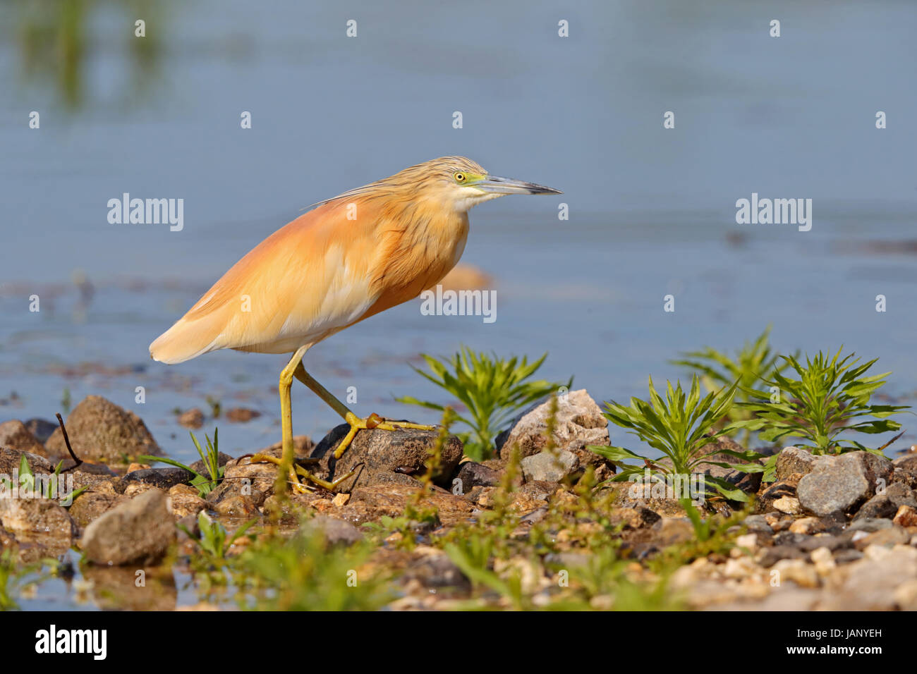 Adult Squacco Heron (Ardeola Ralloides) Jagd am Ufer eines Sees in Nordgriechenland Stockfoto