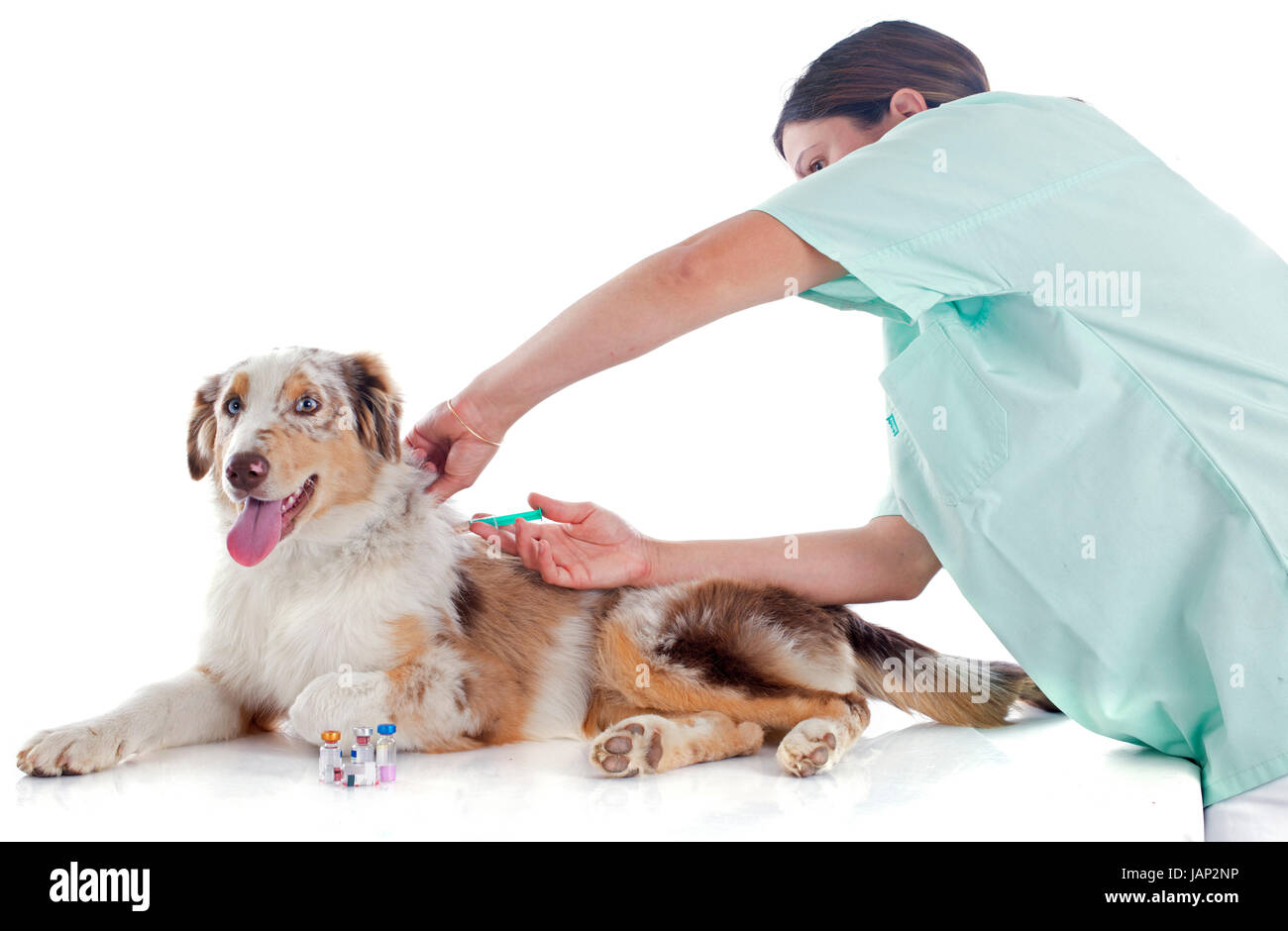 reinrassige australian Shepherd und Tierarzt vor weißem Hintergrund Stockfoto