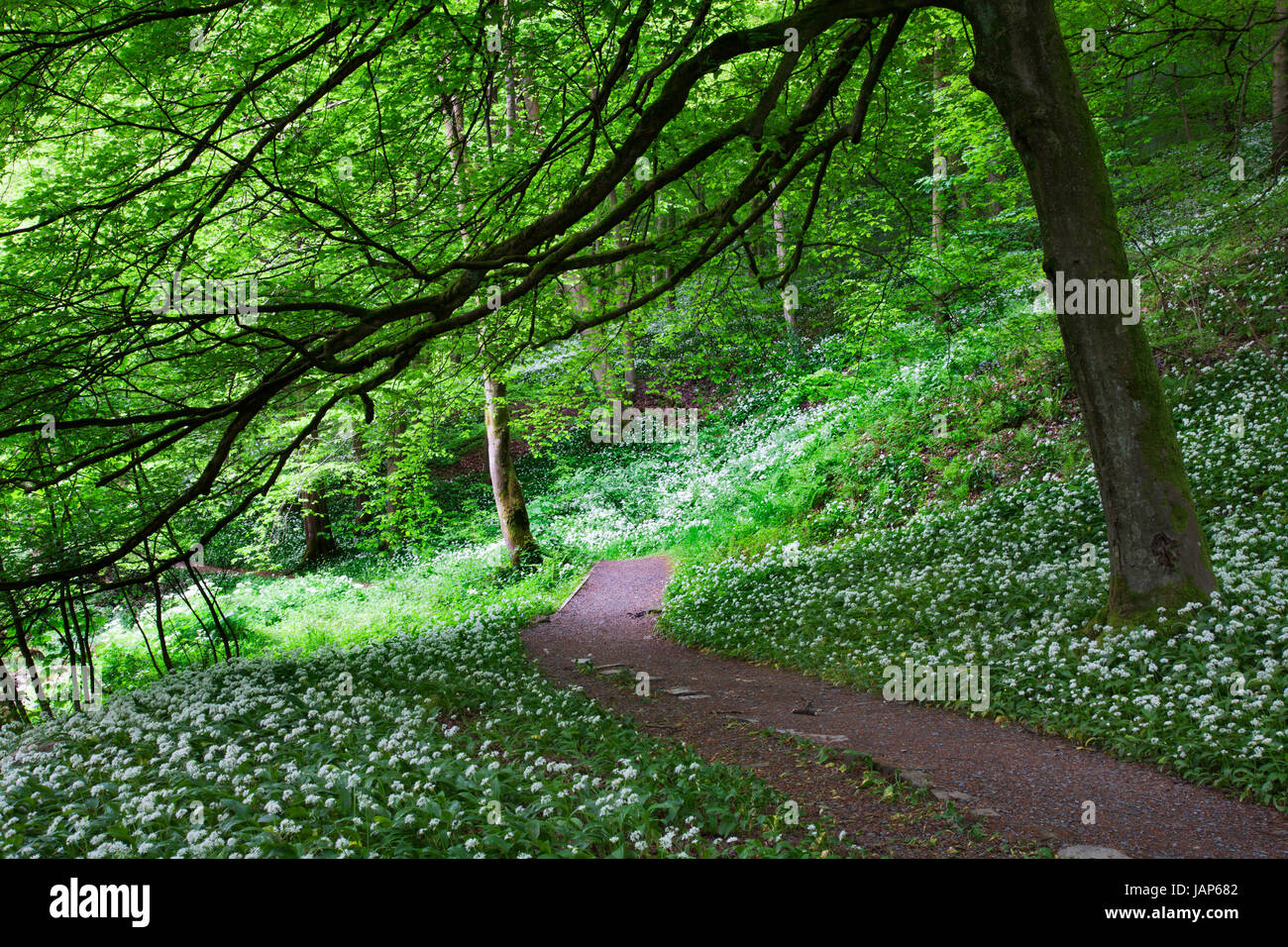 Bärlauch in Strid Holz, Bolton Abbey Estate, Wharfedale, Yorkshire Dales Stockfoto