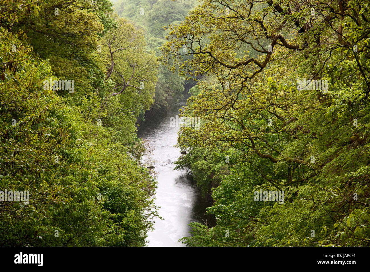 Fluß Wharfe im Strid Wood, Bolton Abbey Estate, Wharfedale, Yorkshire Dales Stockfoto