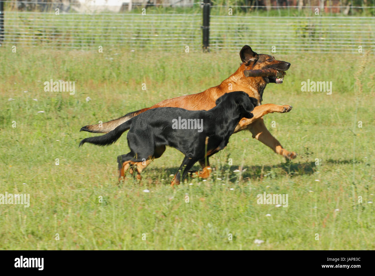 Spielende Hunde Auf Einer Wiese Stockfoto