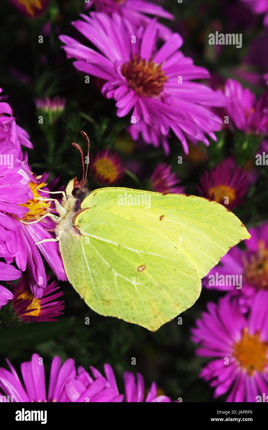 Zitronenfalter Auf Asternblüte Beim Nektartrunk Stockfoto