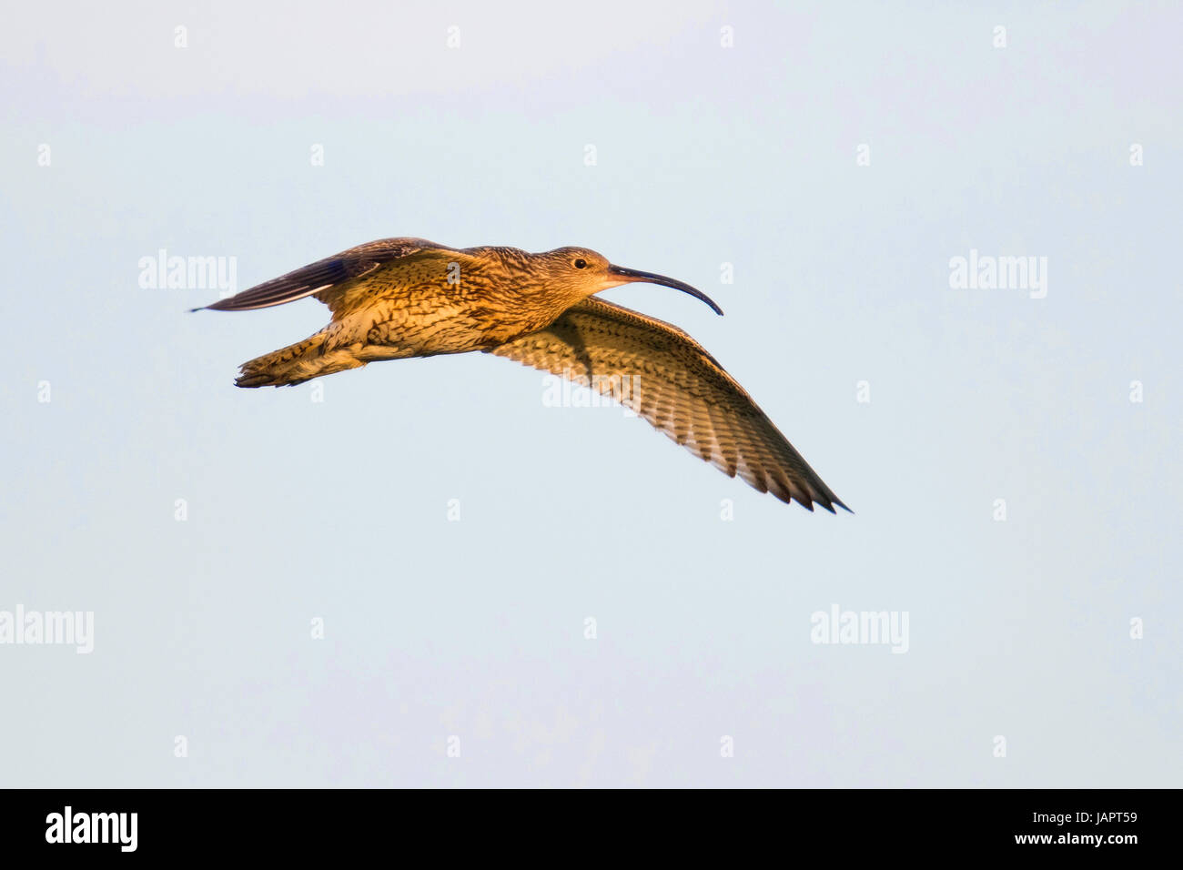 Eurasische Brachvogel (Numenius Arquata) im Flug, Emsland, Niedersachsen, Deutschland Stockfoto