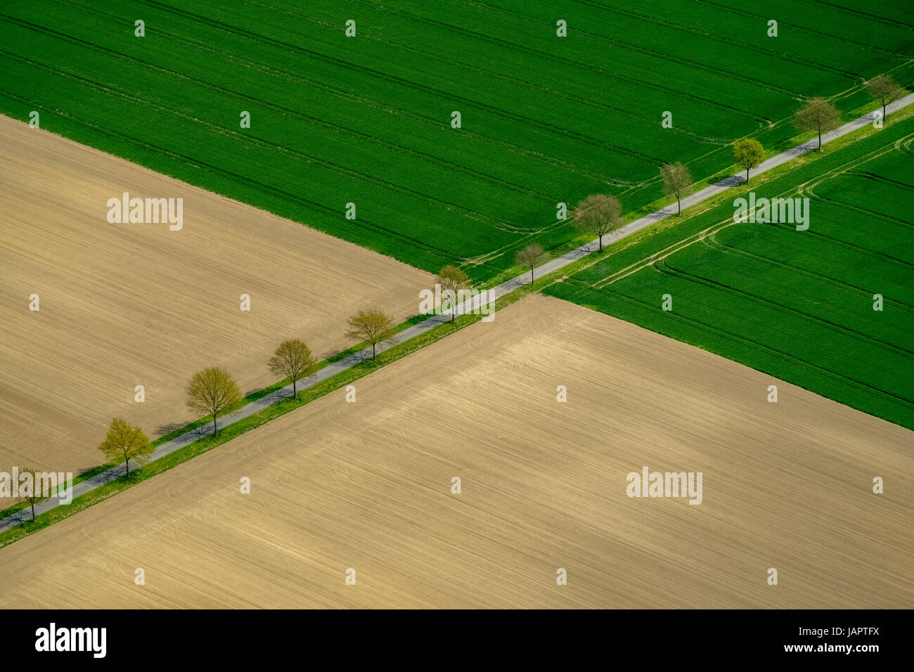 Von Bäumen gesäumten Straße zwischen Feldern, Drensteinfurt, Münsterland, Nordrhein-Westfalen, Deutschland Stockfoto